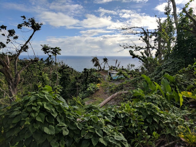 Kalinago territory, Dominica, where the community rallied together to build greenhouses in which seedlings could be sprouted to help restore the agricultural fields that were decimated by the hurricane